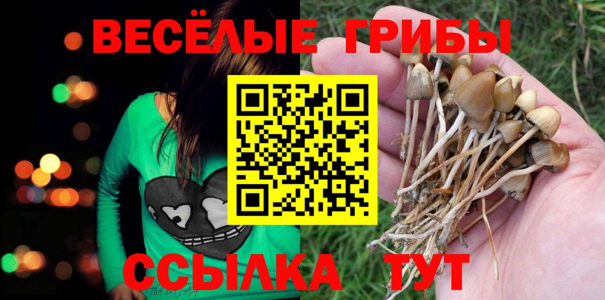 Псилоцибиновые грибы Psilocybine cubensis Волхов